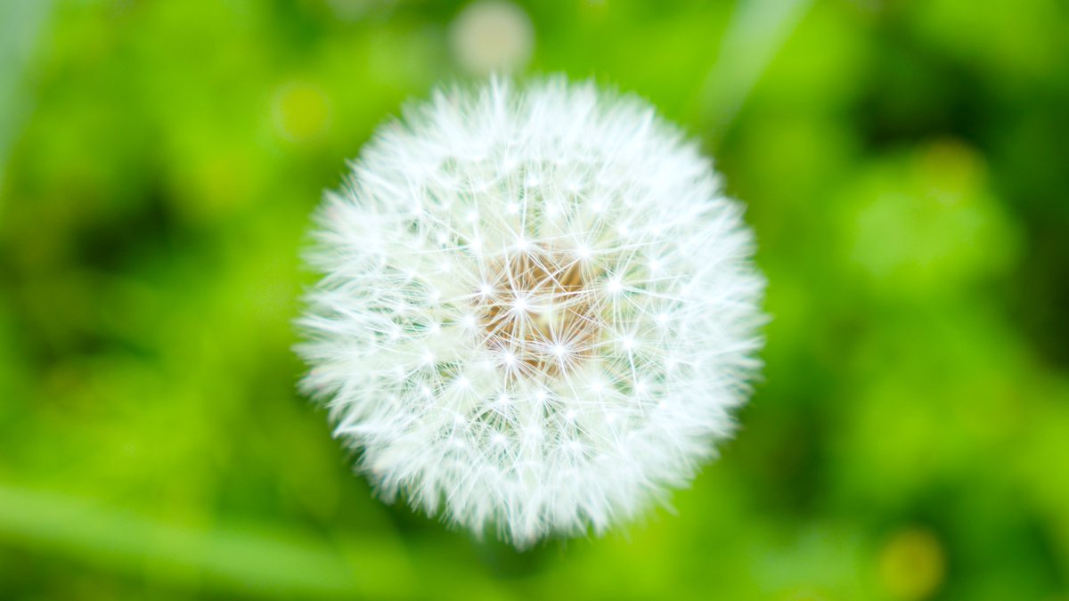 Digikun_'s tweet image. #LUMIX #GH4 
色調整済み画像
タンポポLED照明みたいになってる？
ディスプレイによって
白飛び具合が変わる・・・

VARIO 12-35mm F2.8 ASPH. POWER O.I.S. 

#デジタルカメラ #マイクロフォーサーズ #MicroFourThirds #写真 #撮影 #ディジくん #DIGITALDO #デジタル道 #ディジくん式デジタル道 #デ道