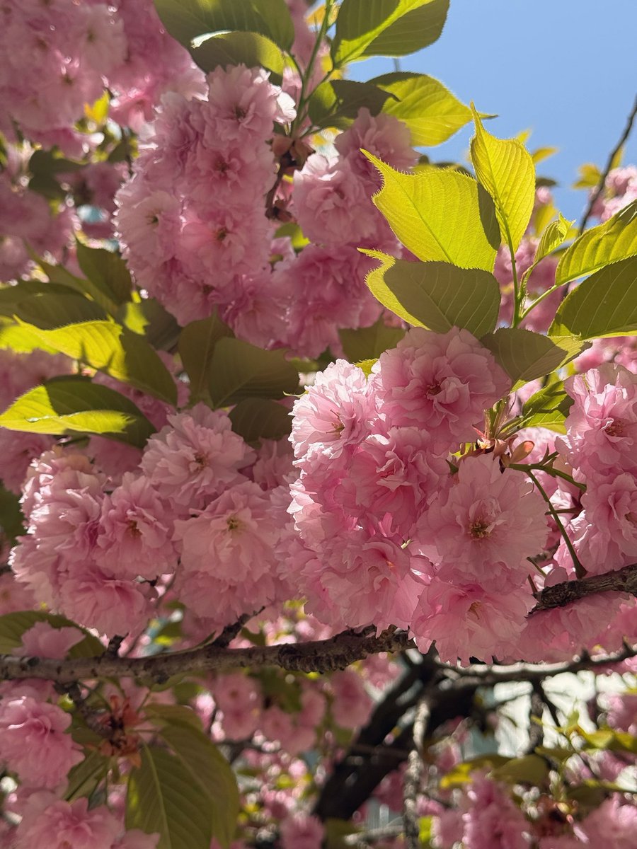 🌸애드라 우리집 겹벚꽃 명소야🌸
