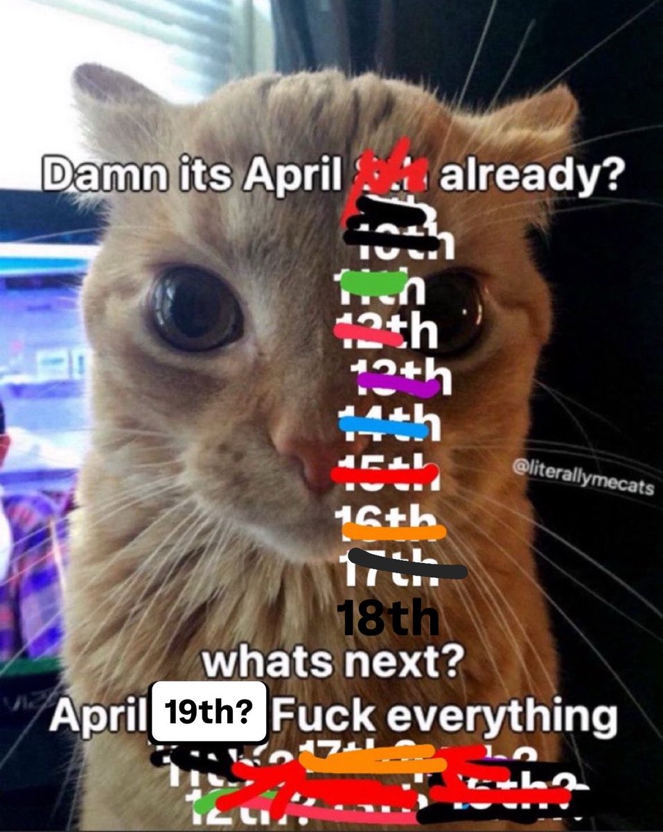 LiterallyMeCats (@literallymecats) on Twitter photo 