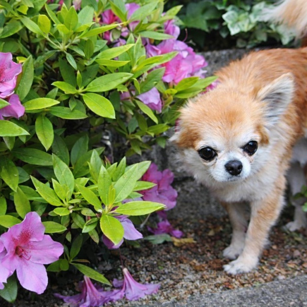 チワワのばん君🌈お空組　みなさん優しくて有難う tweet media