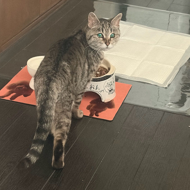 ヌルっとベランダから可愛いねこちゃん！！うちの犬が怒ってごめんね