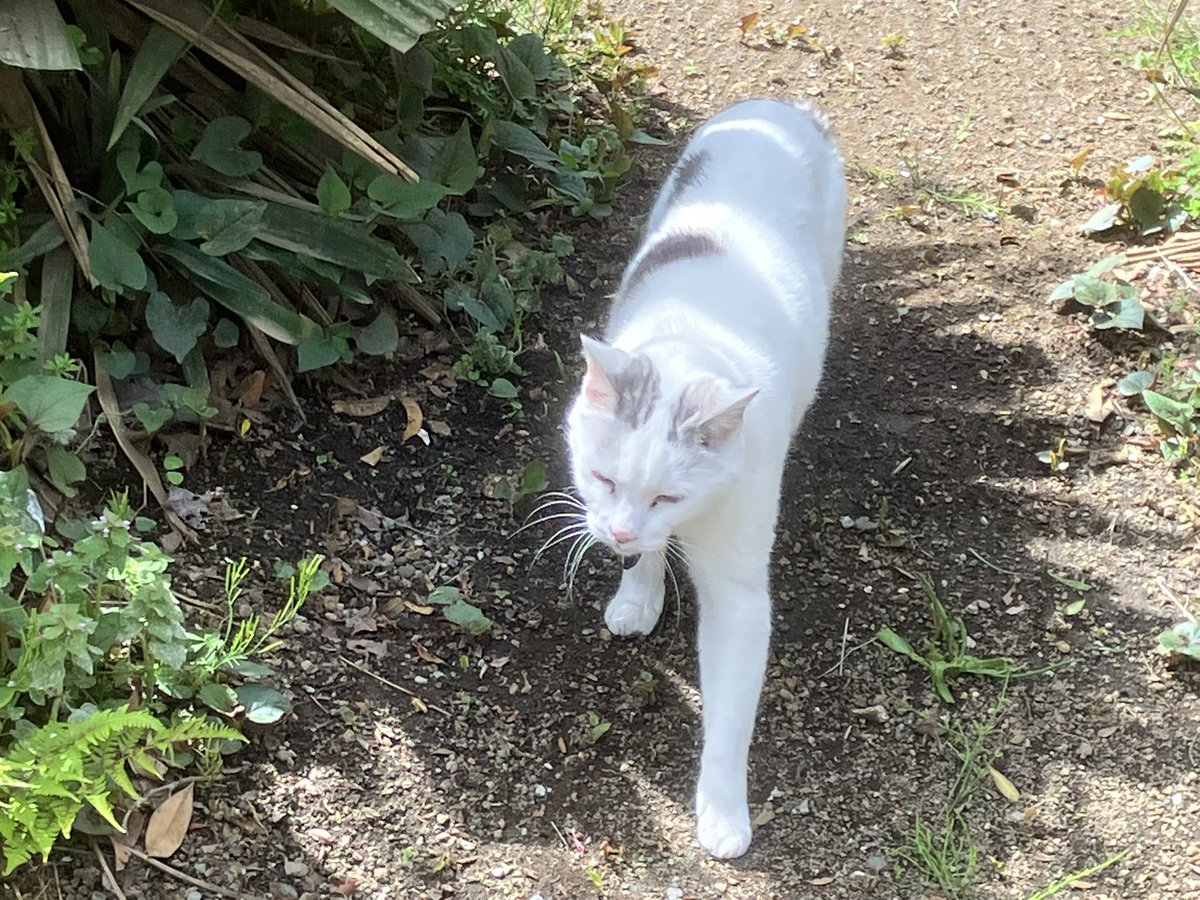 Ten-chan, Chigo, and Dodgers 
Mt. Fuji today, Ten-chan and Chigo took a walk in the garden again today. Dodgers beat Rockies; Ohtani gets 2 hits, Sugano takes the loss.

今日の富士山🗻猫たちはお庭で今日もお散歩🐈🐈ドジャースはロキーズに勝利; 大谷翔平は2安打👍COL菅野は負け投手😭