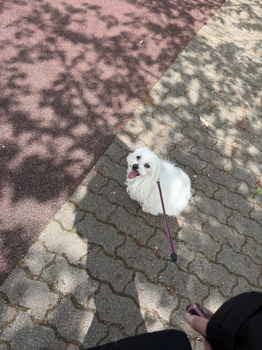 あのん tweet media