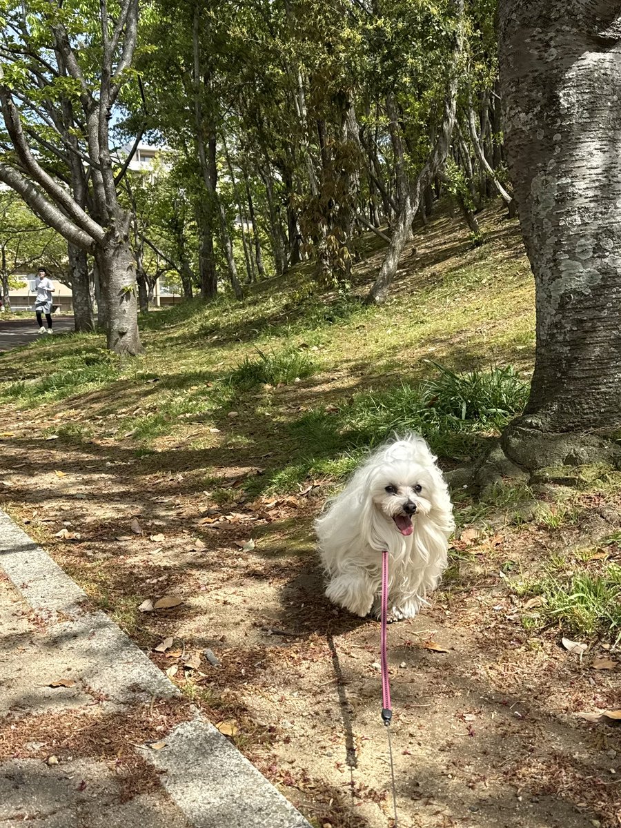 あのん tweet media