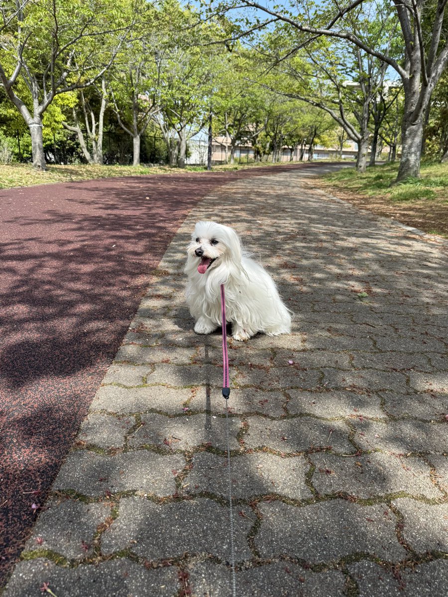 あのん tweet media