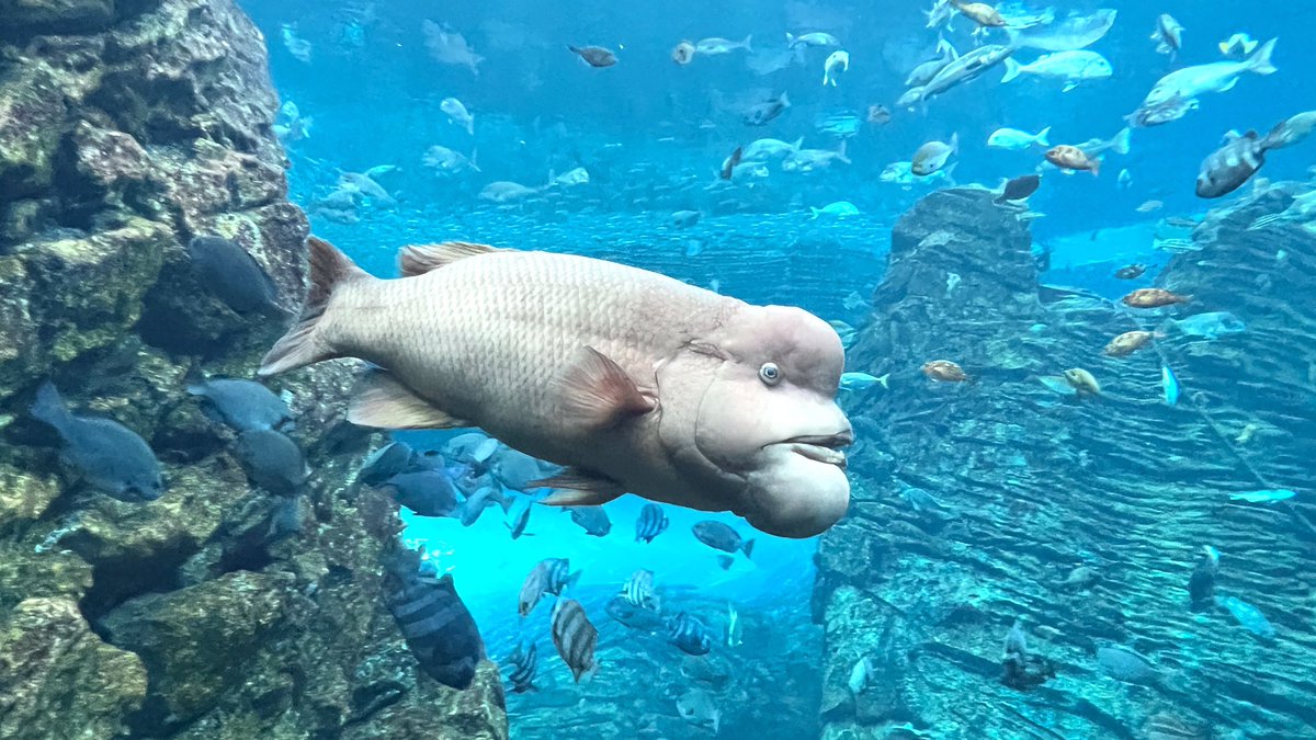 上越市立水族博物館 うみがたり tweet media