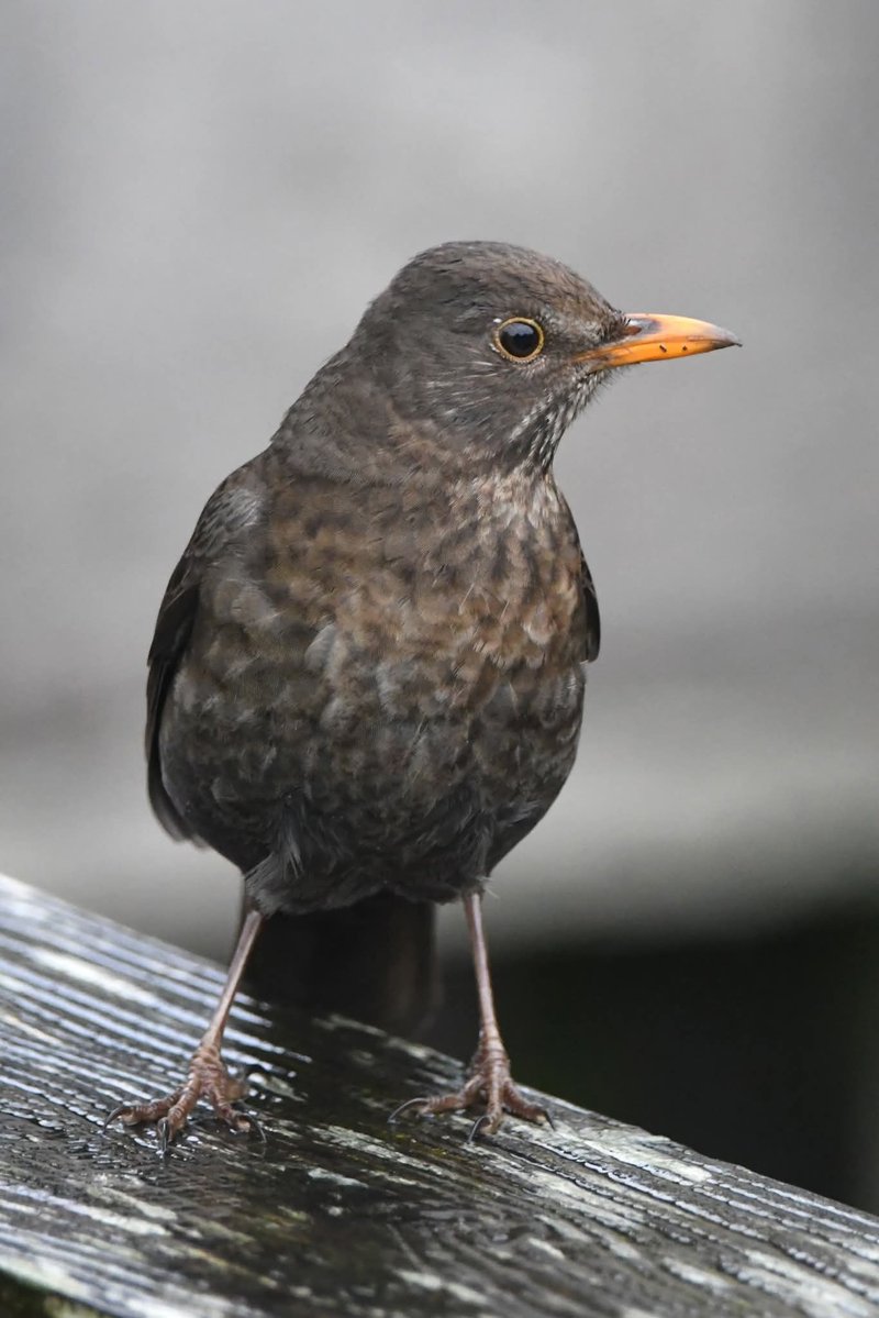 nealesmithworld's tweet image. Blackbird 
Bude Cornwall 〓〓
#Bude #Cornwall 
#Blackbird