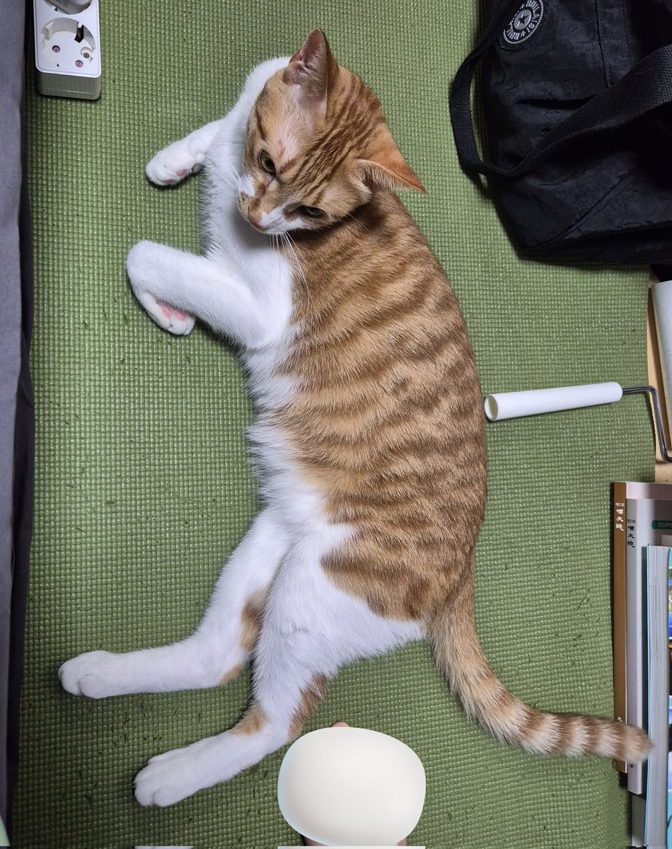 밖에 나갈때마다 앞에 드러누워서 방해하는 고양고양이....😊