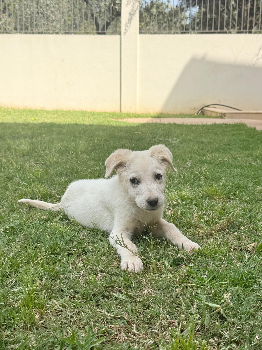 adoptdontshopl's tweet image. 🐕FOR ADOPTION🐕
This friendly and super cute male puppy is playful, affectionate, and friendly 💙 He’s ready to become a loyal companion in a loving forever home 🐾
📞 Contact: 71-565207
Can’t adopt? Please share!

#adoptdontshop #dog #adoption #lebanon #foreverhome