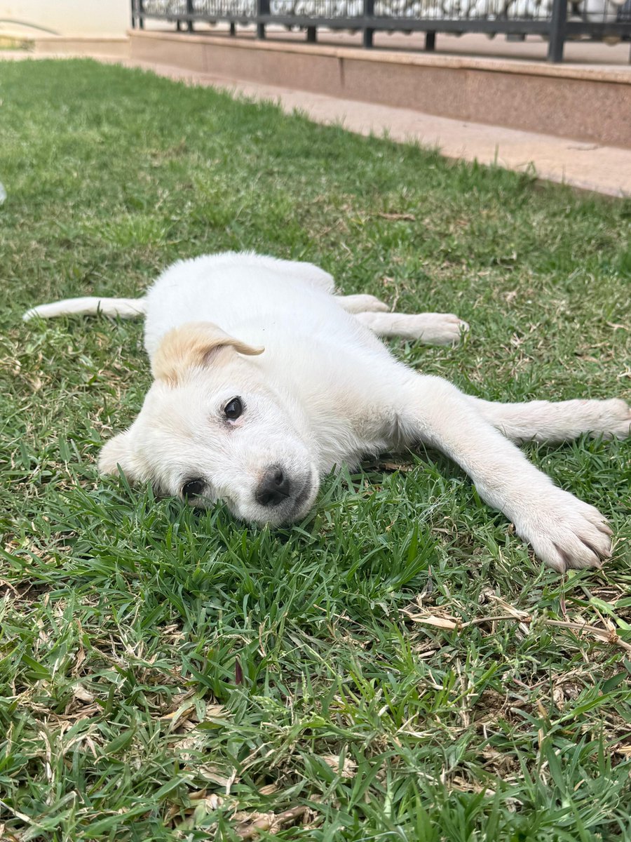 adoptdontshopl's tweet image. 🐕FOR ADOPTION🐕
This friendly and super cute male puppy is playful, affectionate, and friendly 💙 He’s ready to become a loyal companion in a loving forever home 🐾
📞 Contact: 71-565207
Can’t adopt? Please share!

#adoptdontshop #dog #adoption #lebanon #foreverhome