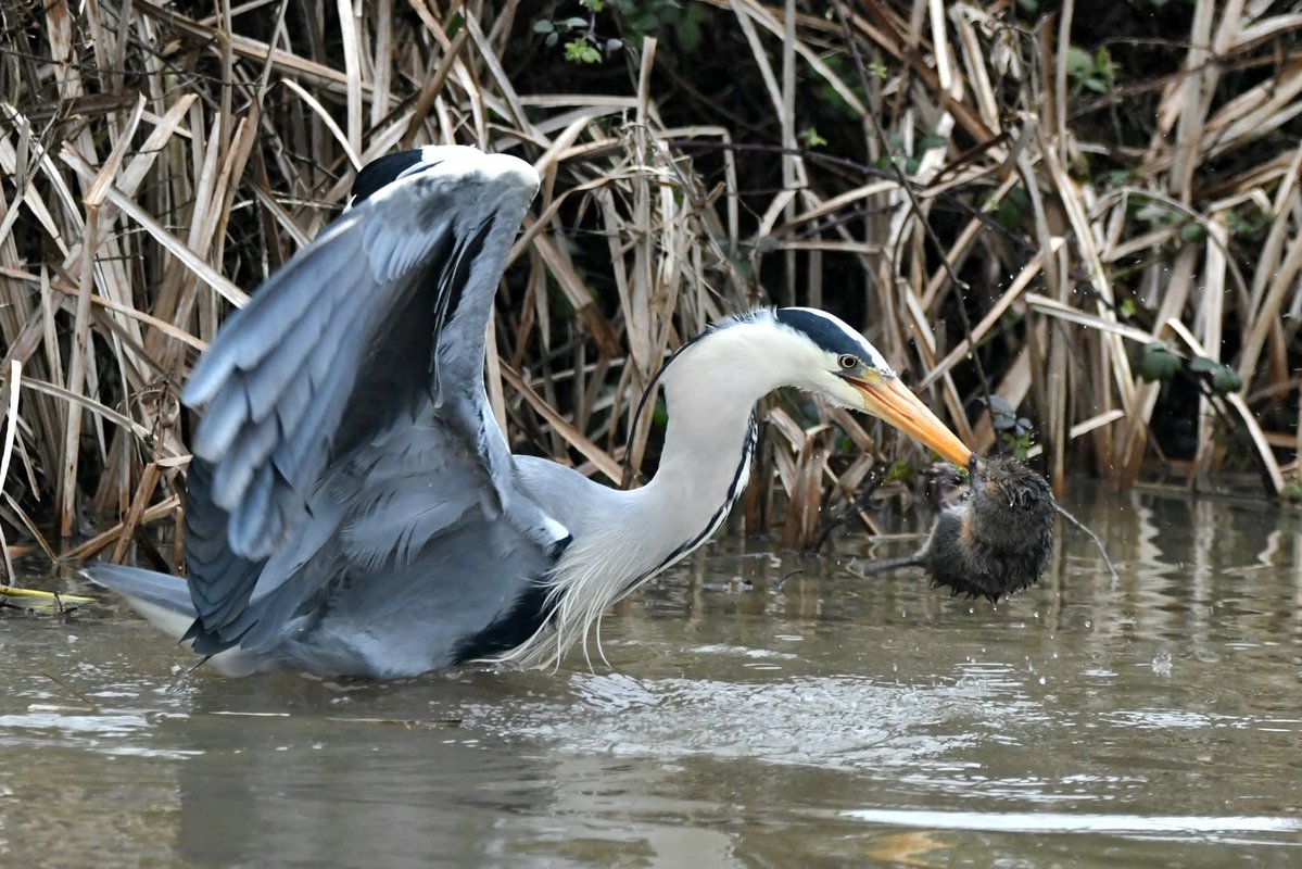 nealesmithworld's tweet image. Grey Heron with Water vole 
Bude Cornwall 〓〓
#Bude #Cornwall 
#GreyHeron