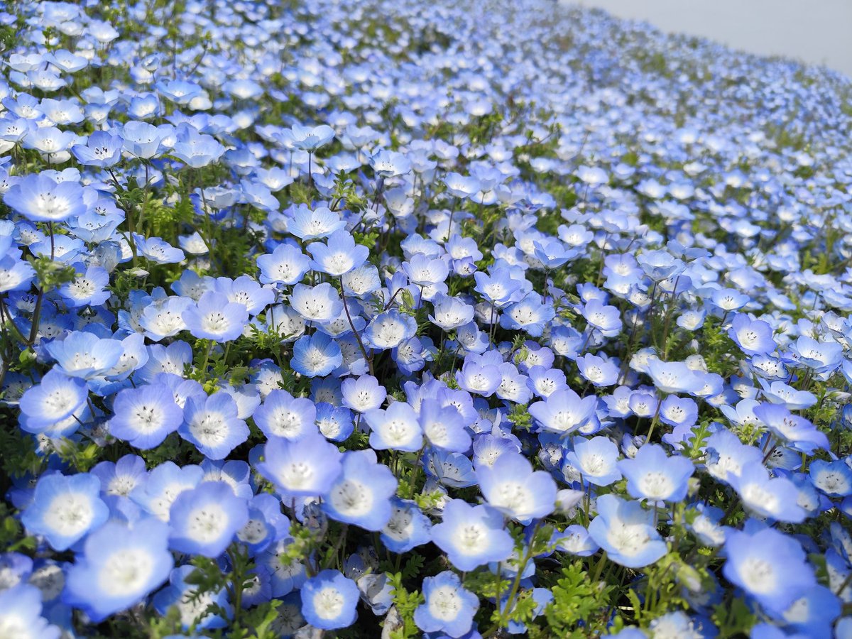 AZUSA 👘⭐🐼️🐝☎️🦊🐯🐉🏯 tweet media