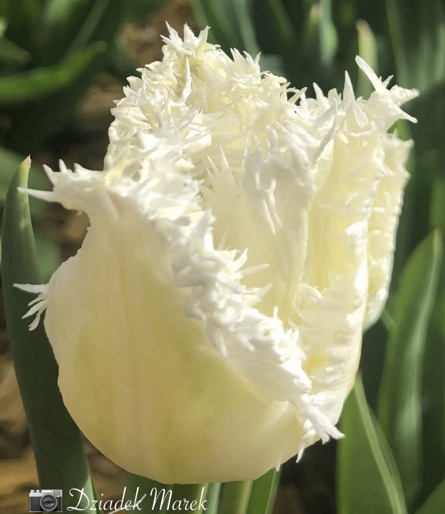 Dziadek Marek tweet media