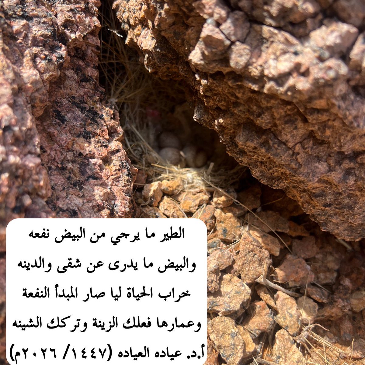 ayadah_alayadah's tweet photo. كثير من البشر يغتر بمبدأ المنفعة .. ولنا في خلق الله آية وعبرة. https://t.co/uX0rxSMfNA