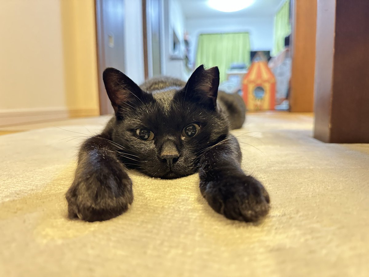 黒猫 (@kuroneko071975) / Posts / X 黒猫 (@kuroneko071975) / Posts / X
