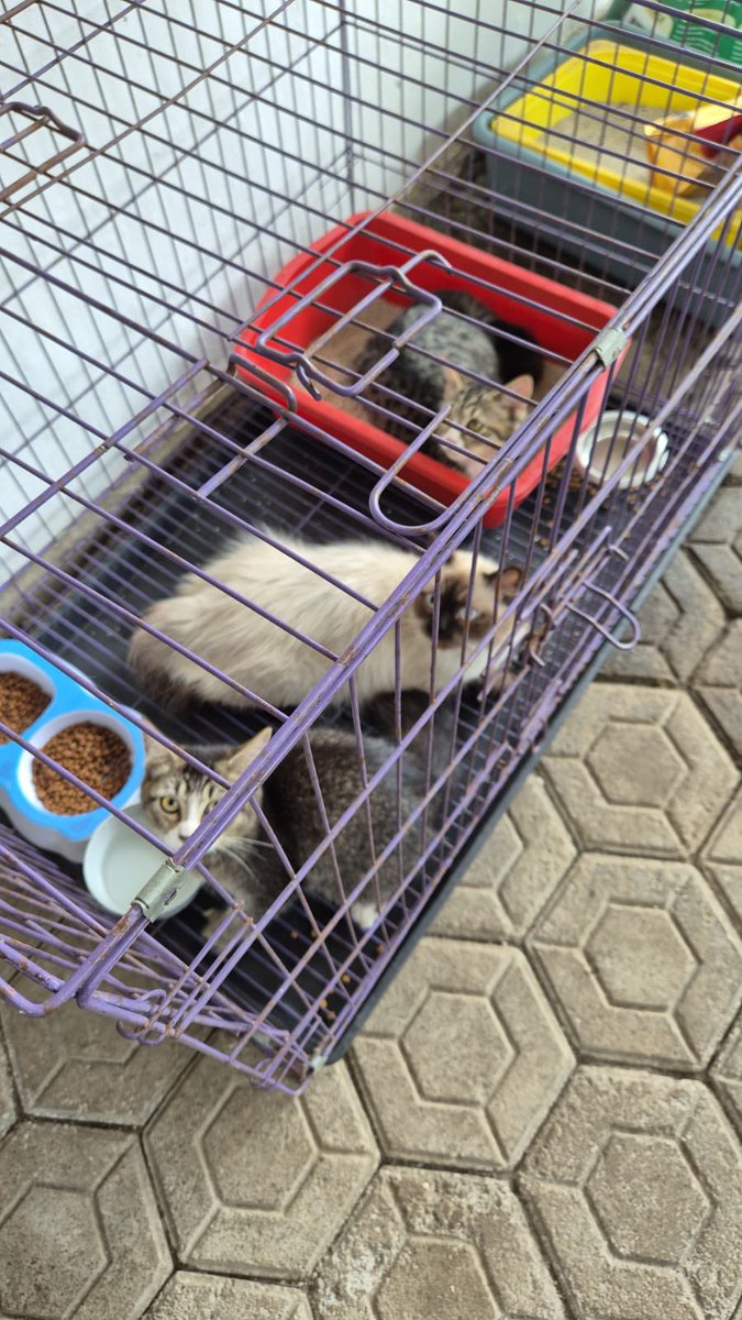 Sekar🎐 tweet media