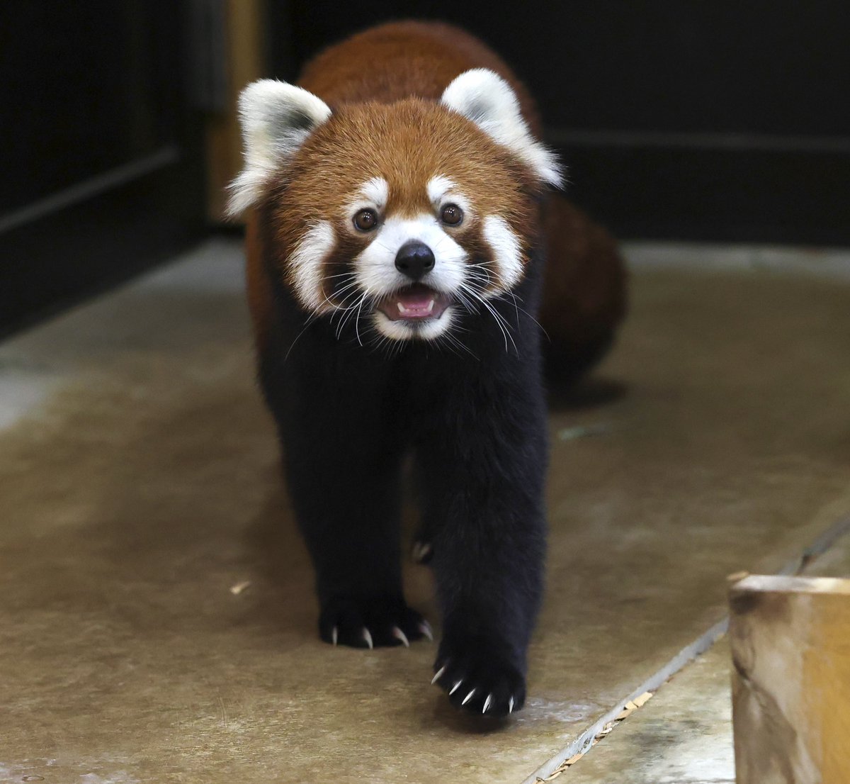 bara@リーファ大好き🥰 tweet media