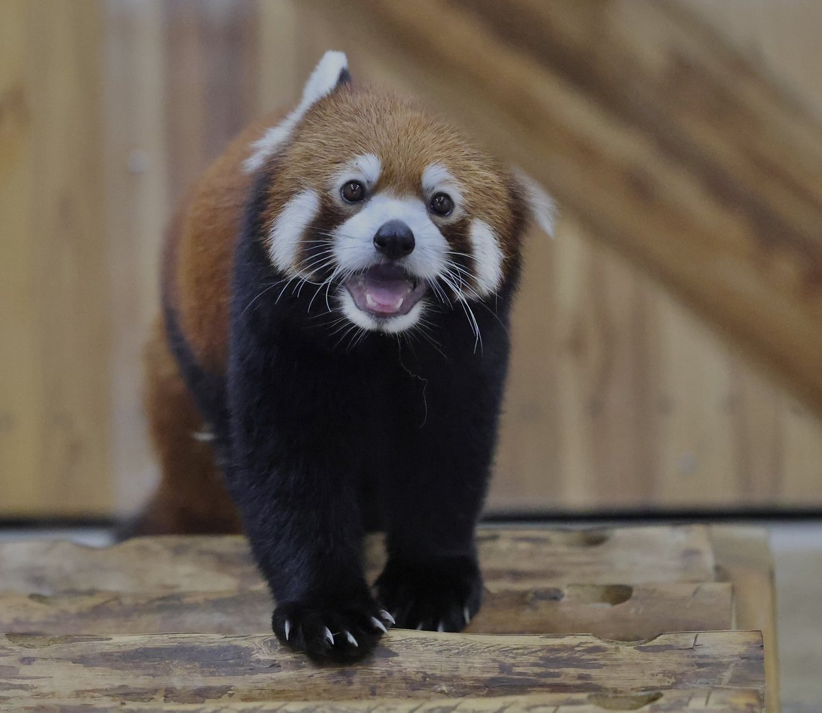 bara@リーファ大好き🥰 tweet media