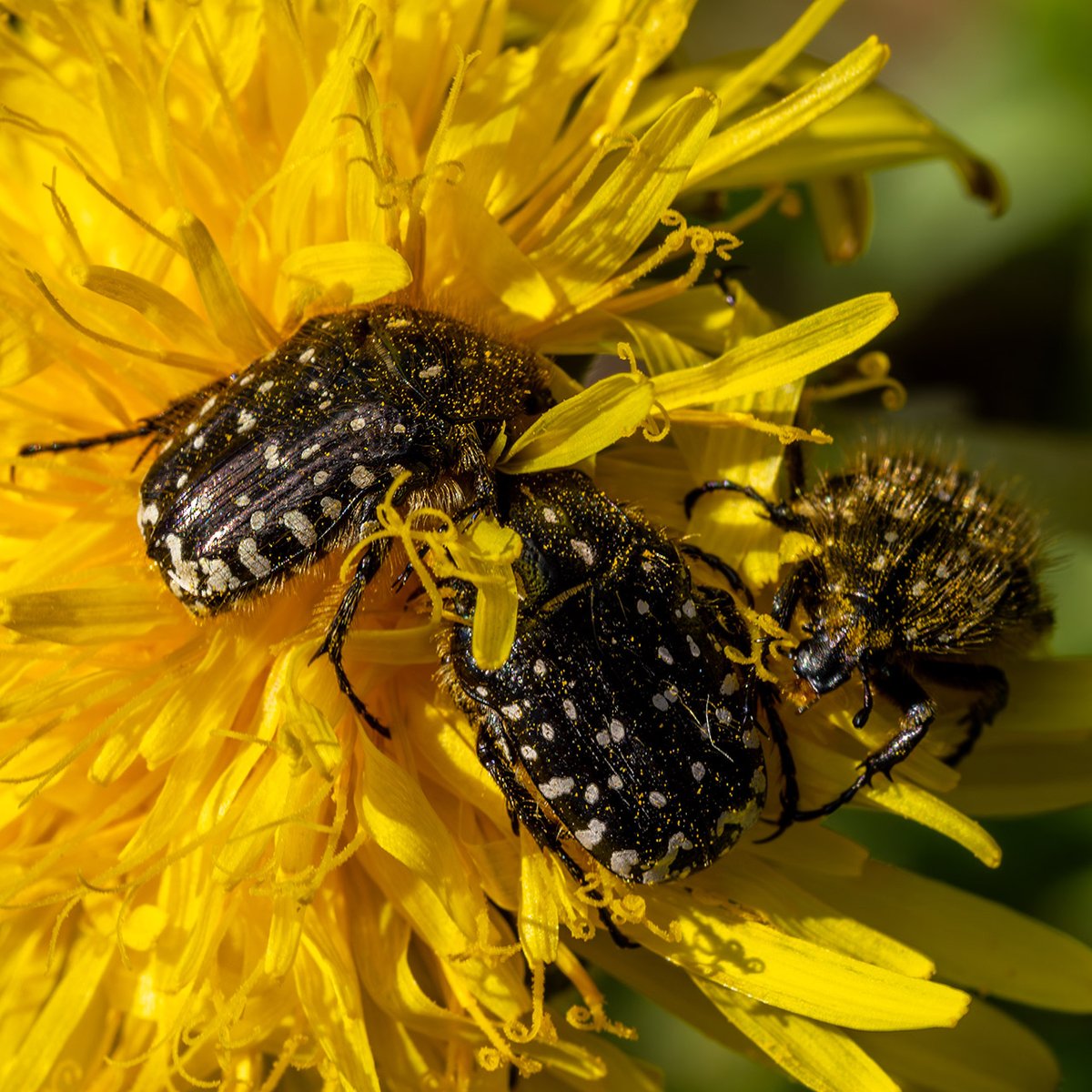 Joerg_Niederer's tweet image. Ungewöhnlich ist es, wenn die Trauer-Rosenkäfer bereits im April sich über Blütenpollen hermachen. Die wärmeliebenden Tiere haben sich ans wärmere Klima angepasst.
nichtnurnatur.blogspot.com/2026/04/die-tr…
#NichtNurNatur #NNN #Methodisten #Trauerrosenkäfer #Löwenzahn #Pollen #Pfaffnau #Klimawandel