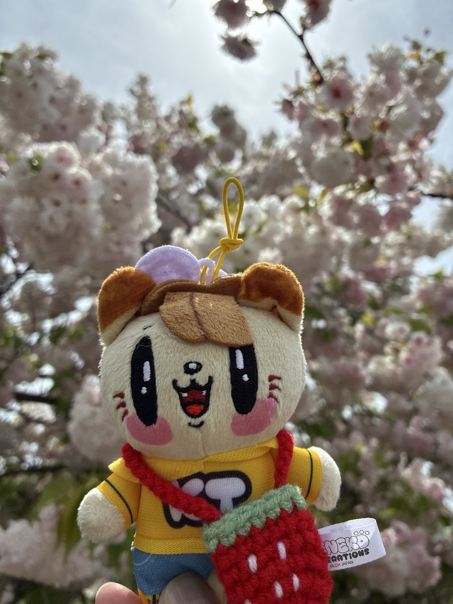 すーちゃん tweet media