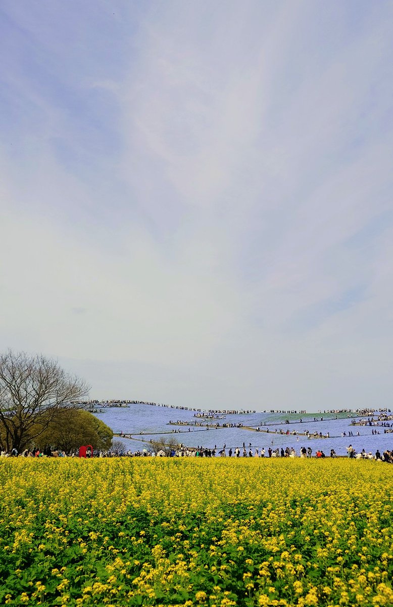 ふろんたろう tweet media