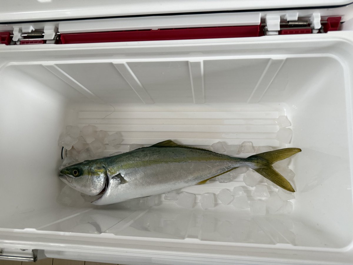 ここにブリと鯛がいる予定だったけどダメだった
次回リベンジ