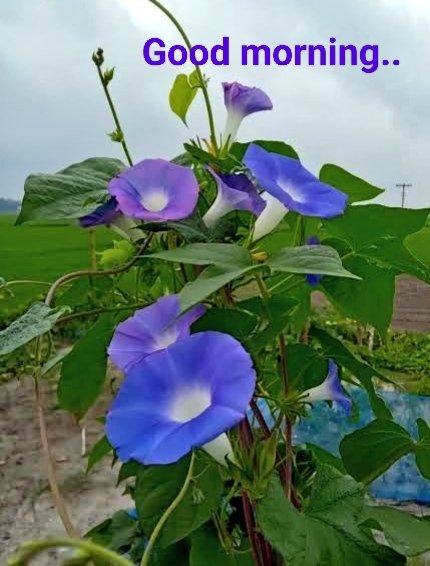 Unnikoya.M.K tweet media