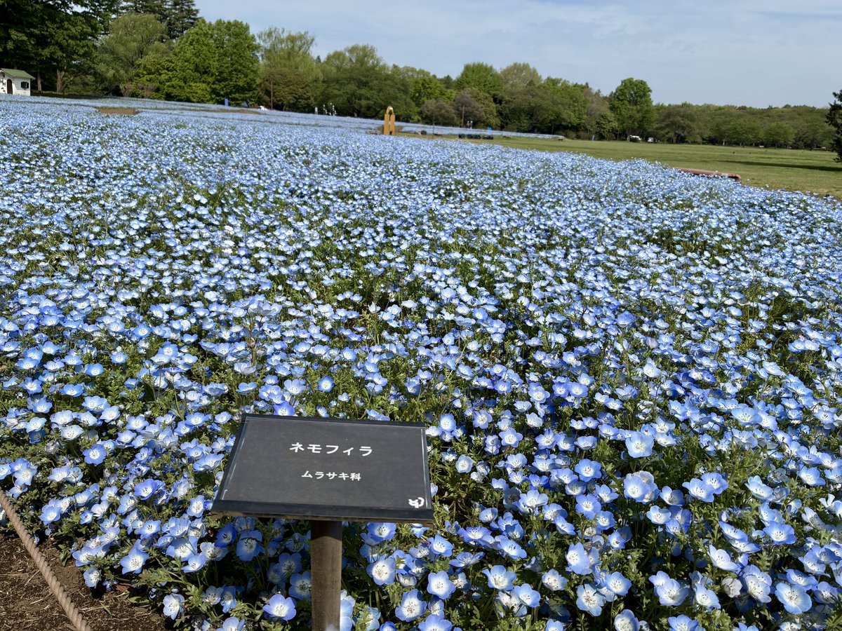 昭和記念公園セグウェイツアー【5月まで予約受付中】 tweet media