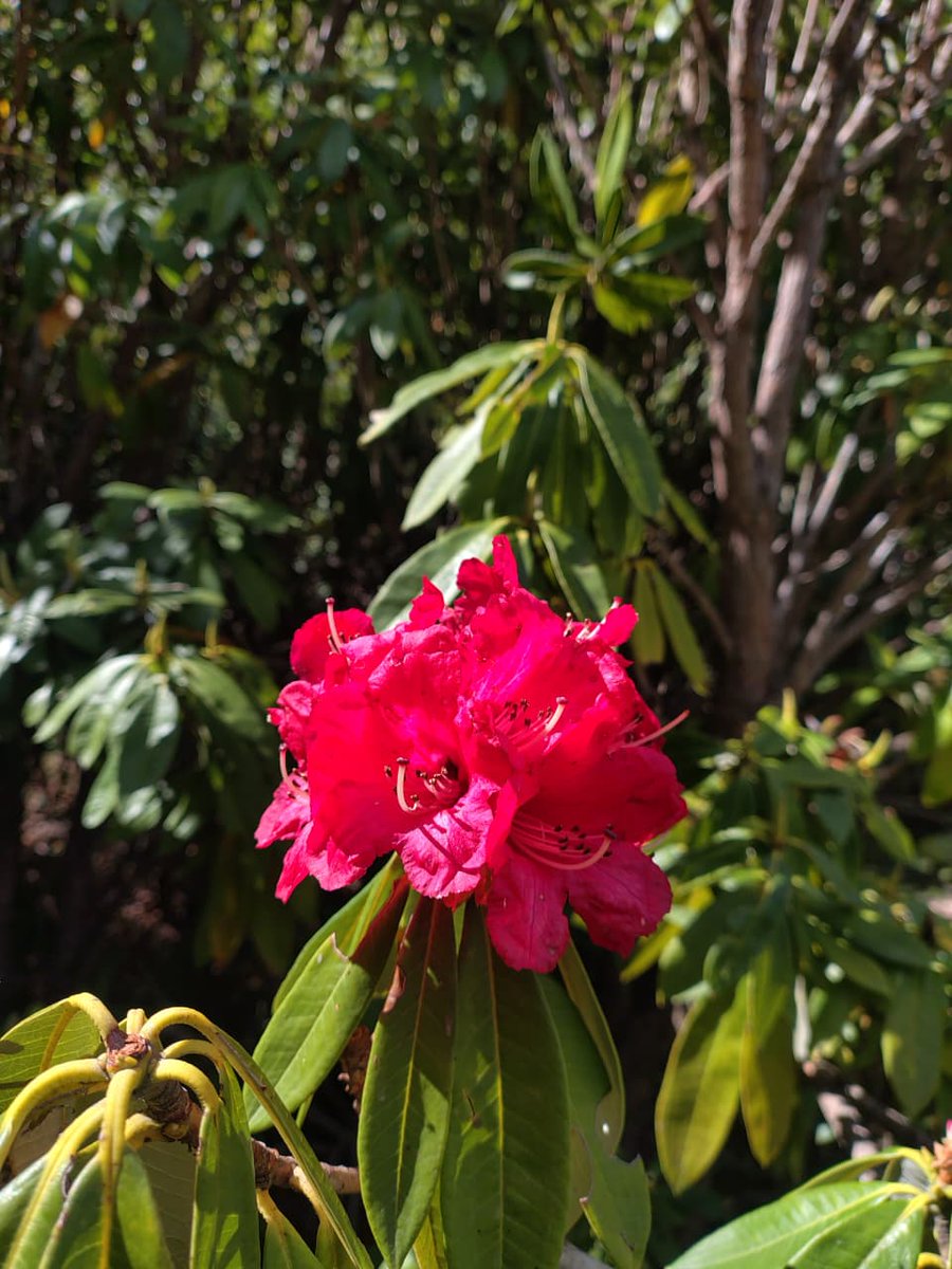 sumitdookia's tweet photo. A little late, but able to capture the Spring time of Uttrakhand. State flower of Uttrakhand #Rhododendron #Buransh also spelt #Burans from Deoban forest of Chakrata, at 2800 msl. Probably the #Deoban name connects with #Deodar trees. @UTDBofficial https://t.co/ZwwCf5d27c