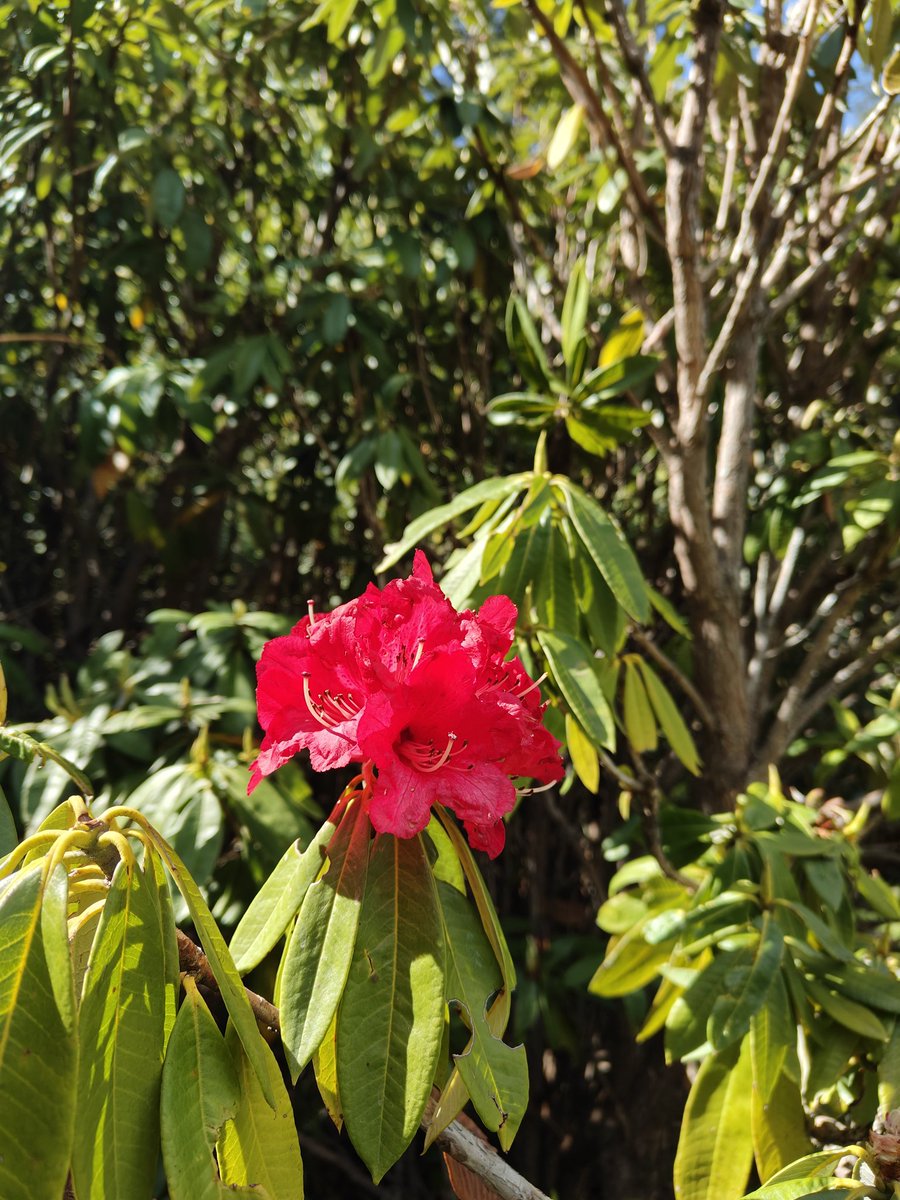 sumitdookia's tweet photo. A little late, but able to capture the Spring time of Uttrakhand. State flower of Uttrakhand #Rhododendron #Buransh also spelt #Burans from Deoban forest of Chakrata, at 2800 msl. Probably the #Deoban name connects with #Deodar trees. @UTDBofficial https://t.co/ZwwCf5d27c