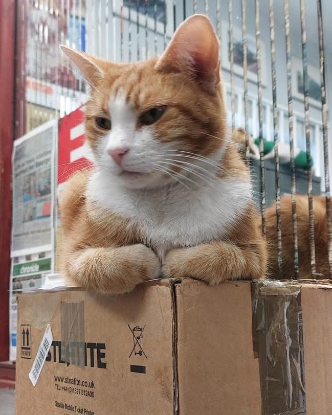 Good morning &amp; welcome to #Caturday 

Today is full of possibility…
Not the loud, overwhelming kind but the quiet kind that whispers,
“try again… you might surprise yourself

Take one small step. That’s enough.