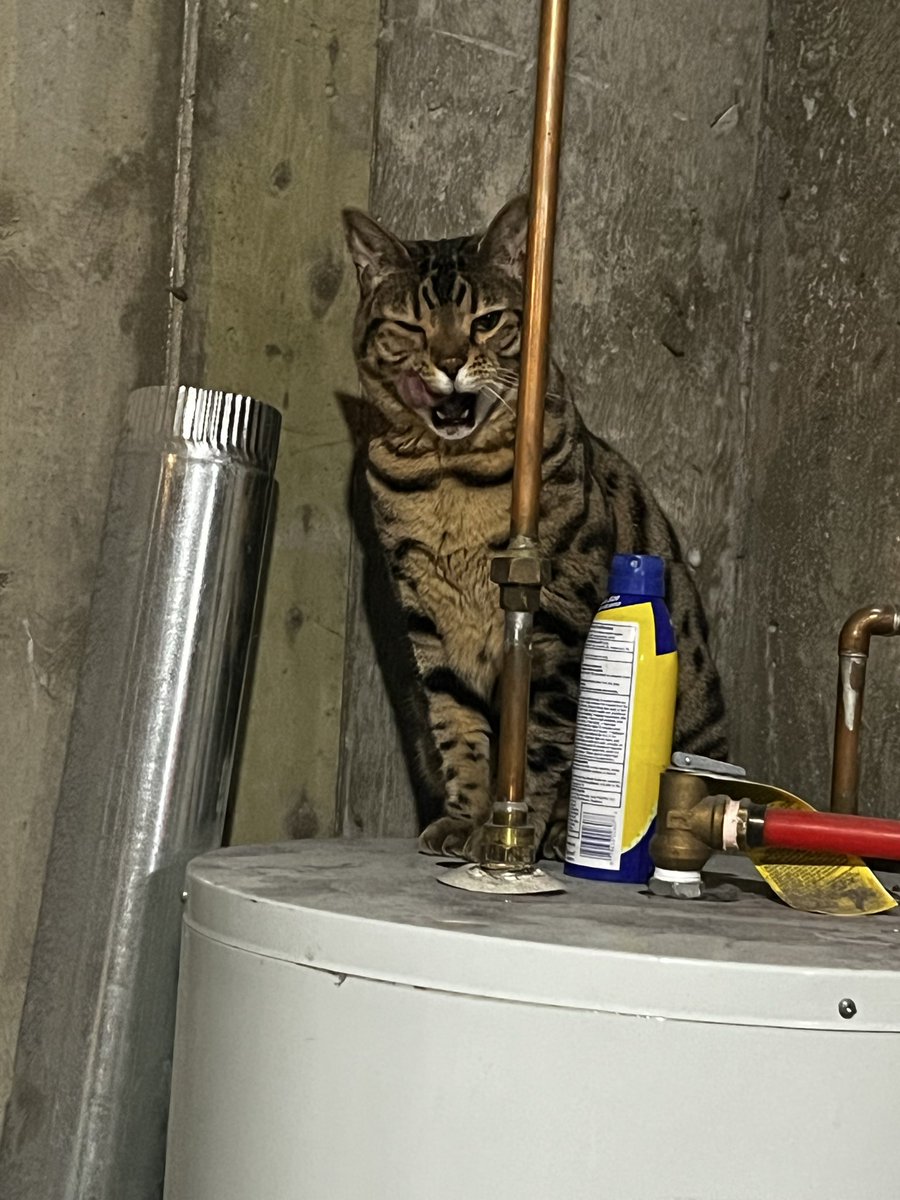 Shay DaSilly tweet media