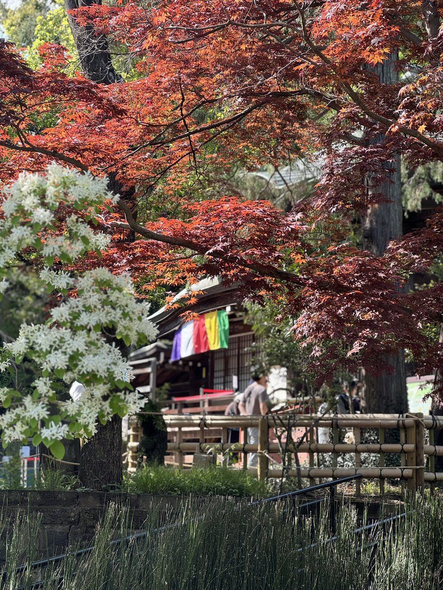 К2/ケツ山/青肌銀髪黒白目眼鏡ギザ歯サキュバスギャル委員長JK tweet media