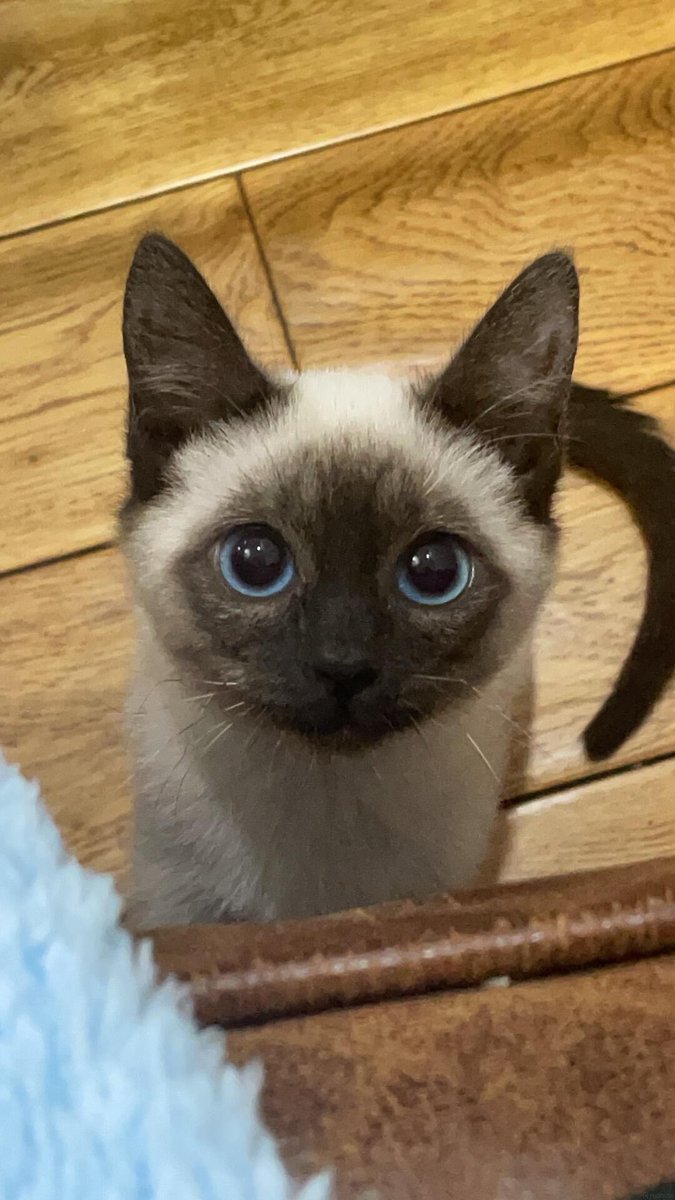 cutest cats tweet media