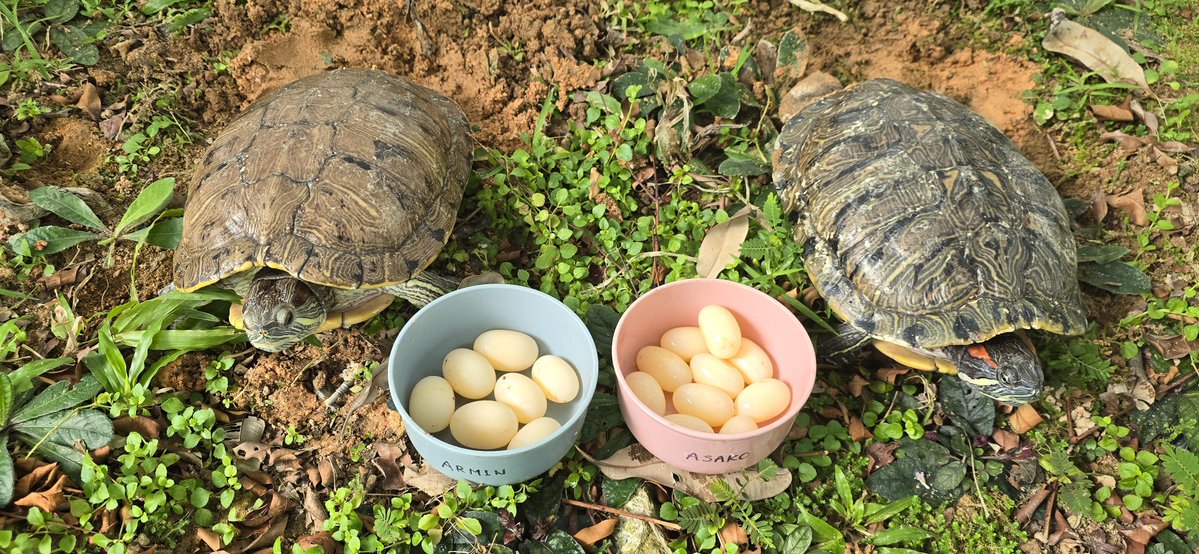 くえ🐢🐢🐢🐢 tweet media