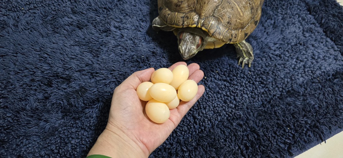 くえ🐢🐢🐢🐢 tweet media