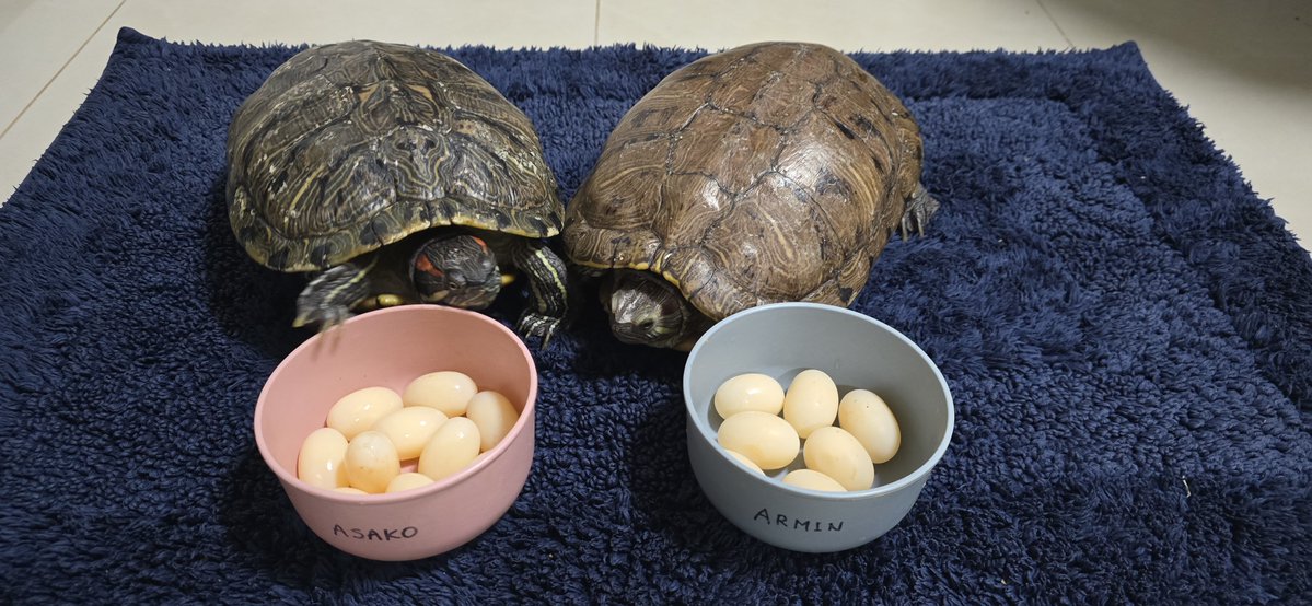 くえ🐢🐢🐢🐢 tweet media