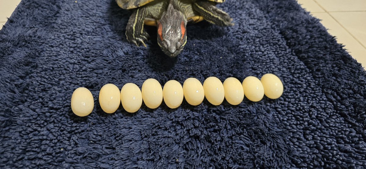 くえ🐢🐢🐢🐢 tweet media