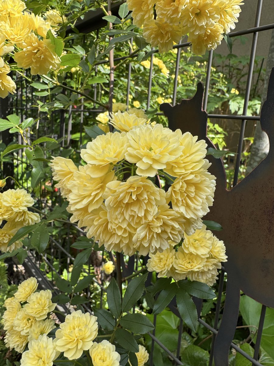 市之丞(イチノジョウ) tweet media