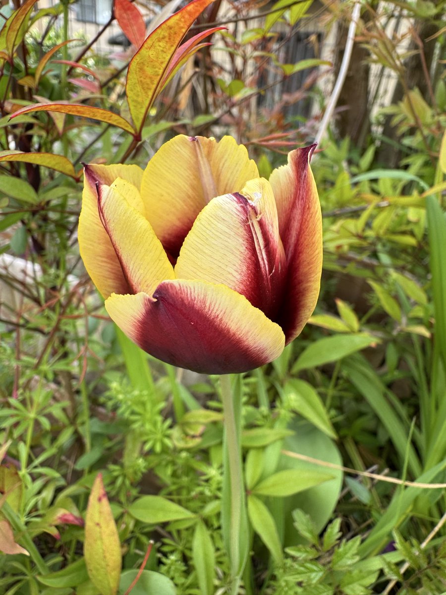 市之丞(イチノジョウ) tweet media