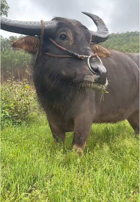 Bash_Gubara tweet media