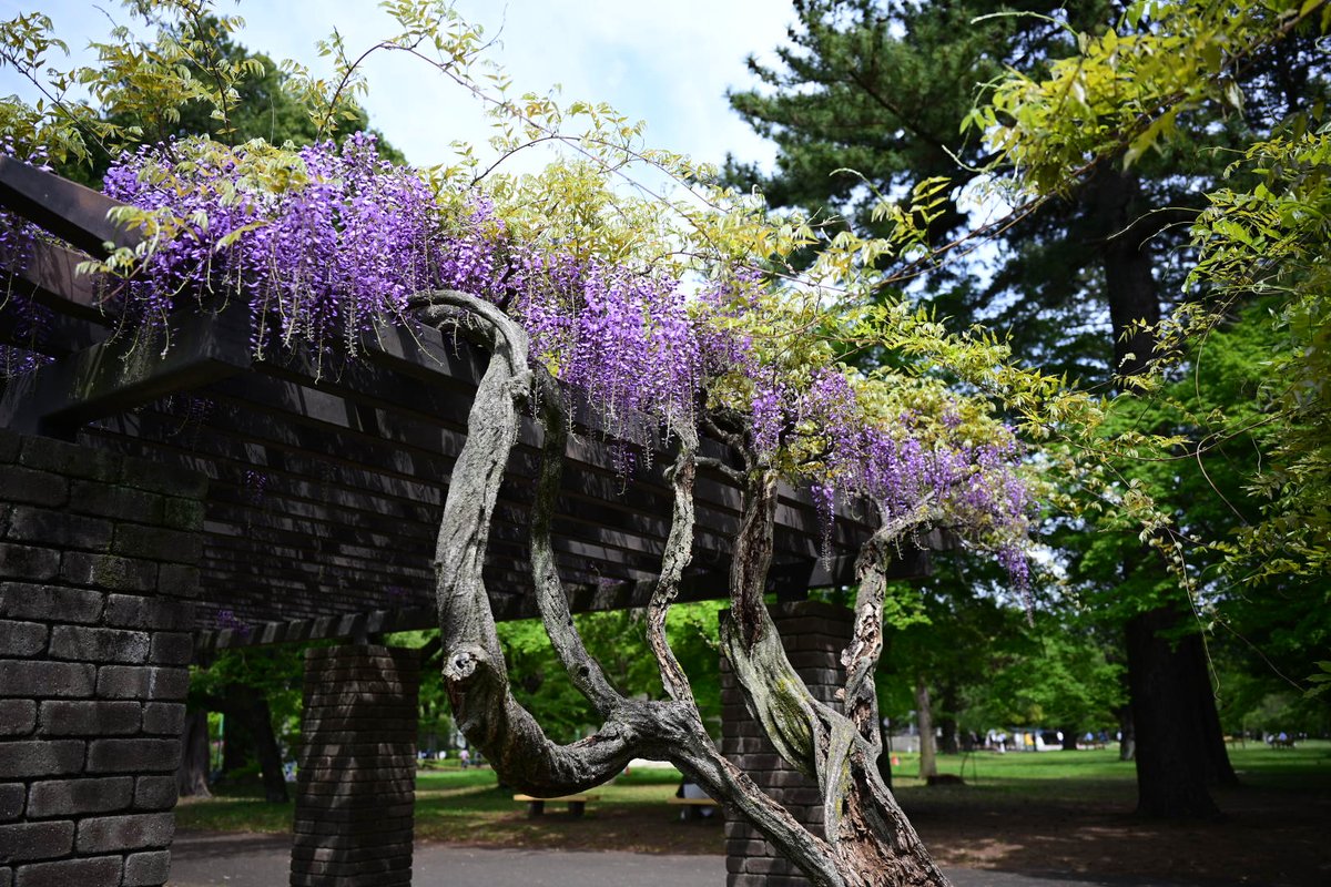 Mike_lche's tweet image. 小金井公園の藤
もう少し伸びると見頃ですね。
#Zf #小金井公園 #藤