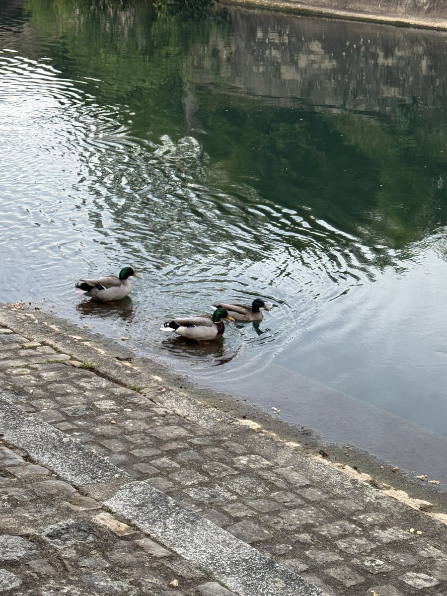 Frenchy Runner tweet media