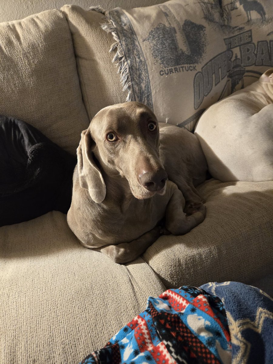 GypsyWolf tweet media