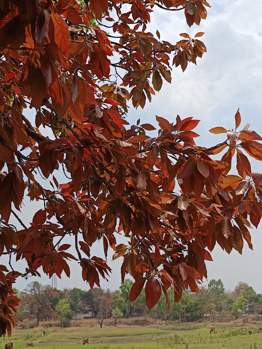 niileshraichura's tweet image. Happy weekend treepeople 🌿🌳🌿 
Mahua tree 🌴 ✨ 
#trees #nature #treetime
#treeclub #treelove #treepeople