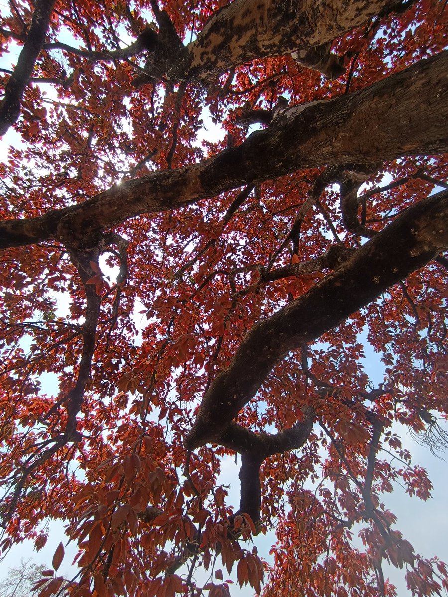 niileshraichura's tweet image. Happy weekend treepeople 🌿🌳🌿 
Mahua tree 🌴 ✨ 
#trees #nature #treetime
#treeclub #treelove #treepeople