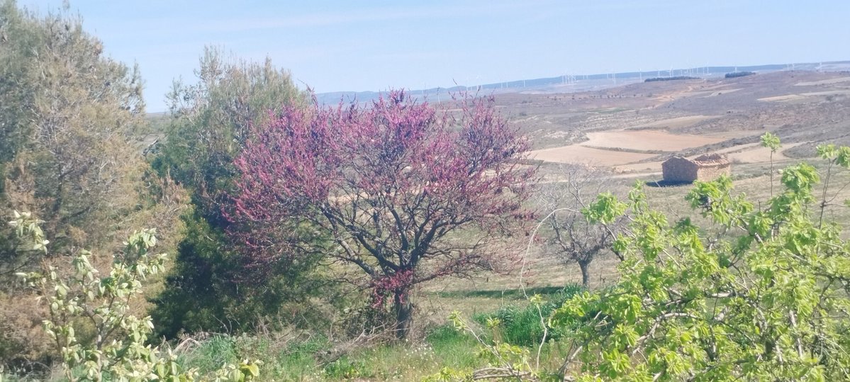 Roberto Baila (Also on #Bluesky) tweet media