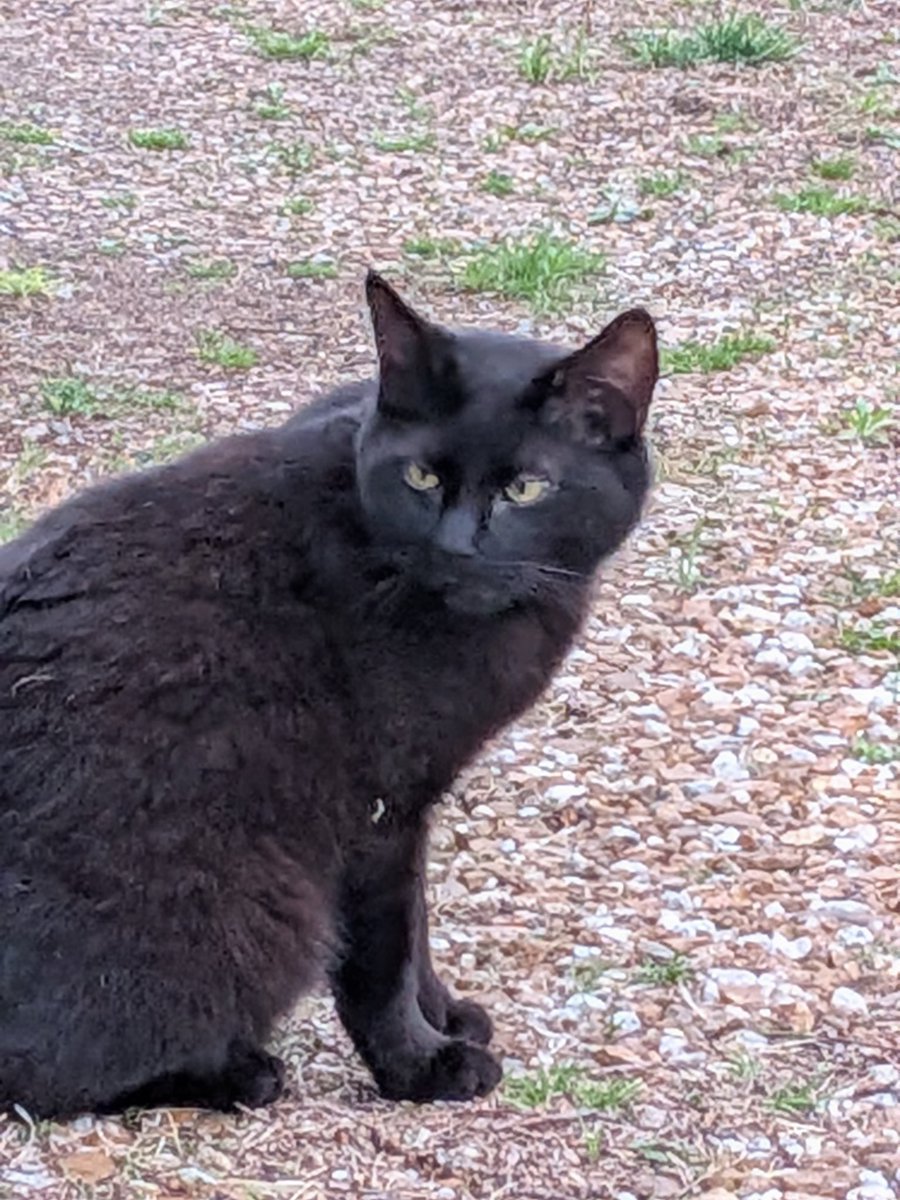 ActivityNe41129's tweet photo. It was an interesting day at #TheRoffHouse in Watseka Illinois. The long lost cat was back, it stormed and the power went out for a while. At least it's back now ^_^ https://t.co/3xKPjZII0v