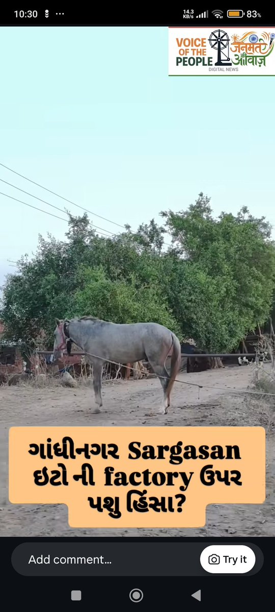dilthi_gujarati's tweet image. 🆘🚨Horses &amp;amp; donkeys treated like machines in factory/brick work🐎

🚨 #AnimalCruelty in #Gandhinagar
“Smart City” Gandhinagar Exposes Brutality on Horses &amp;amp; Donkeys

📍 Location: Sargasan, Gandhinagar, #Gujarat #India

🗓 Ground Reality: Horses &amp;amp; donkeys treated like machines in