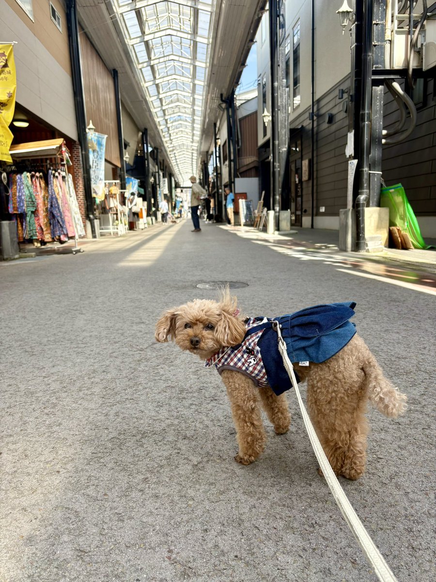 茶子がいる日々（トイプードル🐾ちゃこ） tweet media